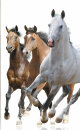 -80400- Pferde 245x45 2er Pack Flächenvorhang Digitaldruck Wildseide Optik