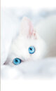 -80400- Katze 245x45 2er Pack Fl&auml;chenvorhang Digitaldruck Wildseide Optik