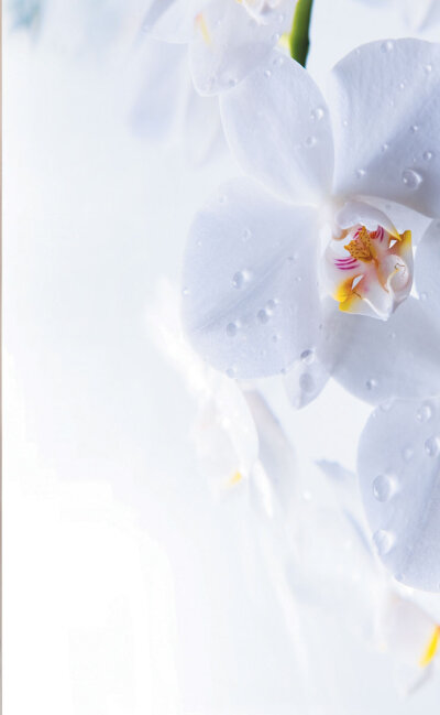 -80400- Orchidee Weiß 245x45 2er Pack Flächenvorhang Digitaldruck Wildseide Optik