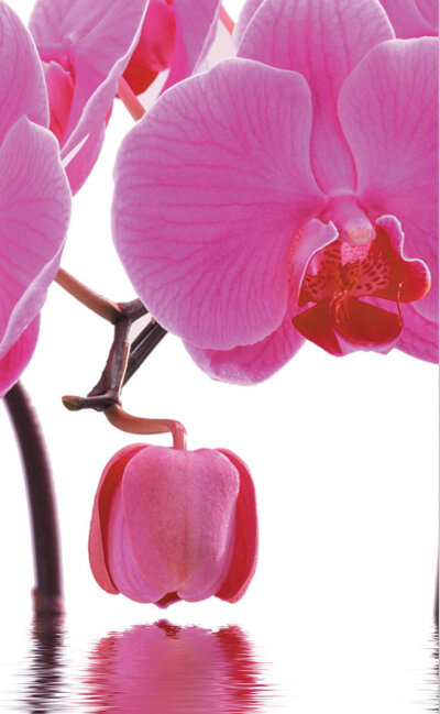 -80400- Orchidee Pink 245x45 2er Pack Fl&auml;chenvorhang Digitaldruck Wildseide Optik