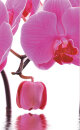 -80400- Orchidee Pink 245x45 2er Pack Flächenvorhang Digitaldruck Wildseide Optik