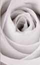 -80400- Rose 245x45 2er Pack Fl&auml;chenvorhang Digitaldruck Wildseide Optik